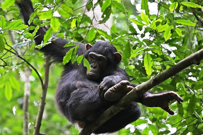 Experience Chimpanzee Trekking in Budongo Forest - Key points at a glance