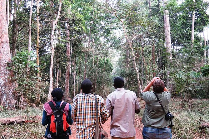Experience Chimpanzee Trekking in Budongo Forest - Why Budongo Forest makes this a worthwhile outing