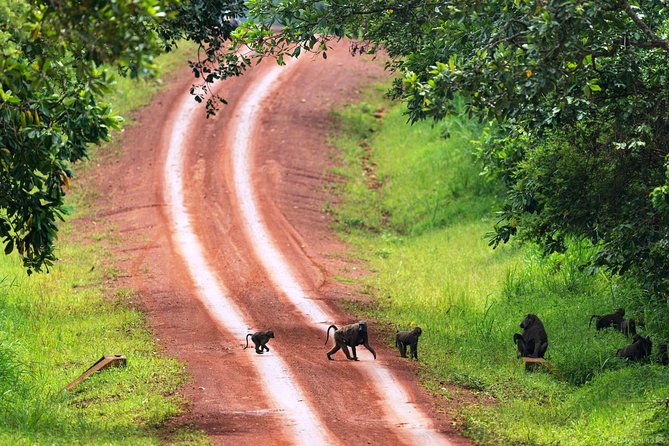 Experience Chimpanzee Trekking in Budongo Forest - The one-hour chimpanzee encounter