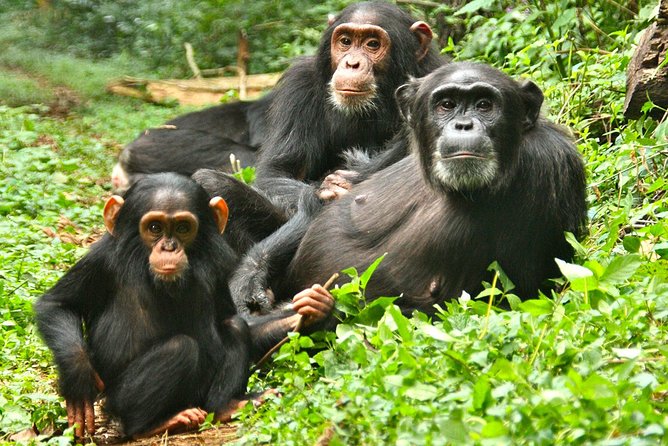 Experience Chimpanzee Trekking in Budongo Forest - Is $150 a fair price?