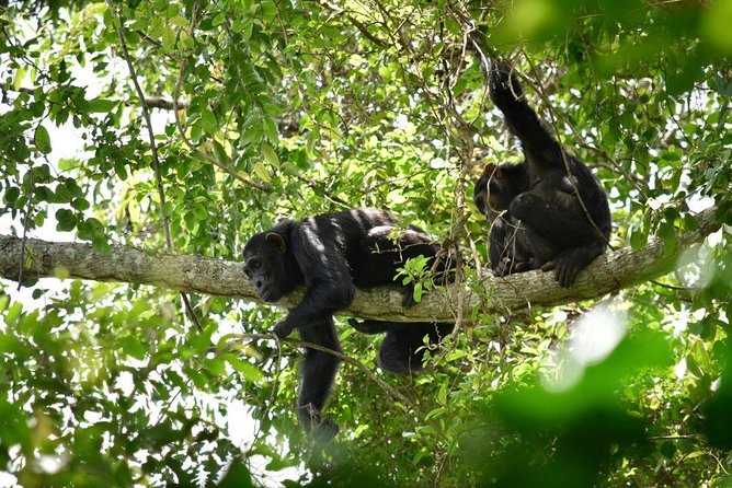 Experience Chimpanzee Trekking in Budongo Forest - The trip to Royal Mile Budongo Forest