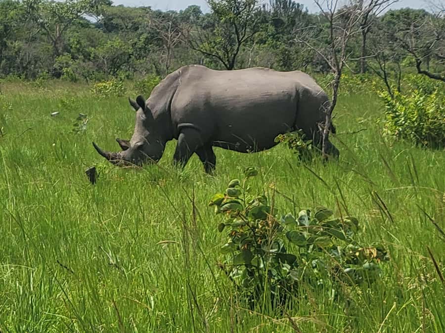 From Kampala: Ziwa Rhino Sanctuary Day Tour with Lunch - Key points to know before booking