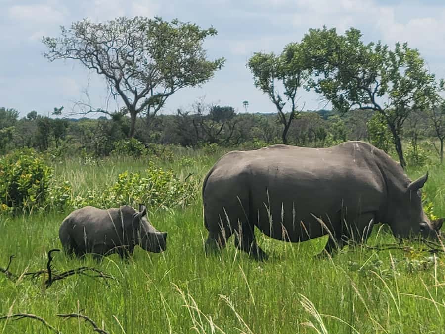 From Kampala: Ziwa Rhino Sanctuary Day Tour with Lunch - Why Ziwa is worth a full day from Kampala