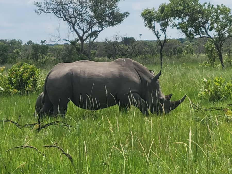 From Kampala: Ziwa Rhino Sanctuary Day Tour with Lunch - Lunch after the walk