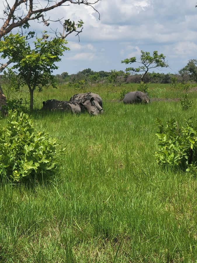 From Kampala: Ziwa Rhino Sanctuary Day Tour with Lunch - What $280 per person really buys