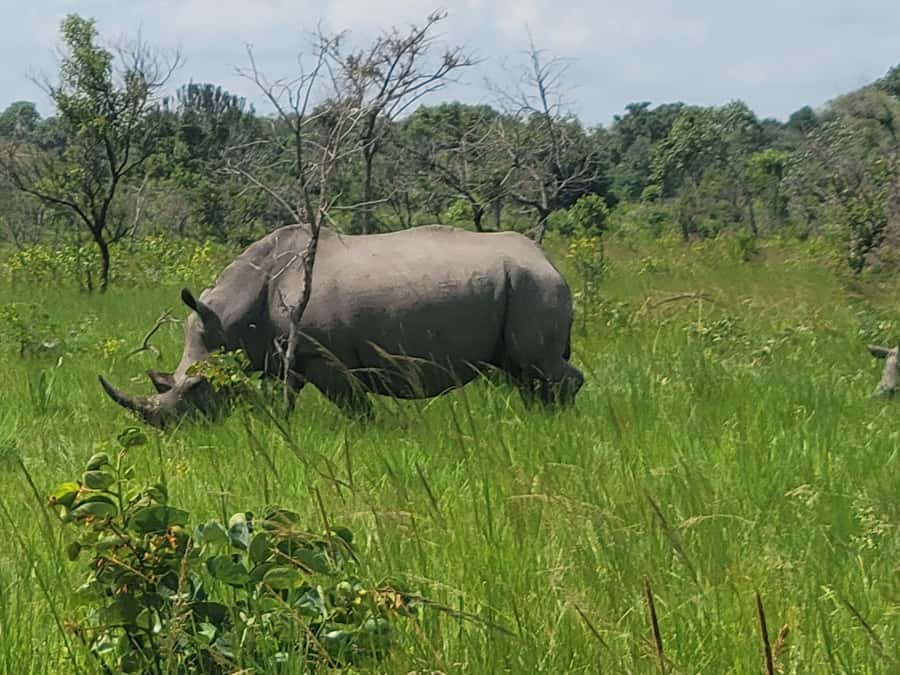 From Kampala: Ziwa Rhino Sanctuary Day Tour with Lunch - The early road from Kampala or Entebbe