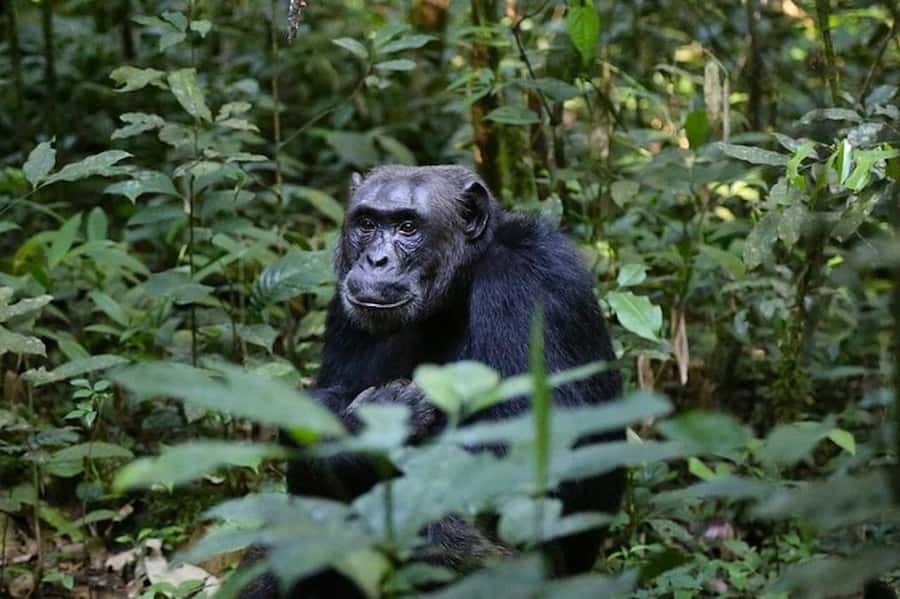 From Kigali: 1-Day Gorilla Trekking in Uganda - Key points to know before booking
