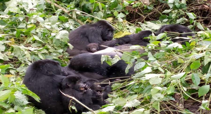 From Kigali: 1-Day Gorilla Trekking in Uganda - The real cost: $450 plus an $800 permit