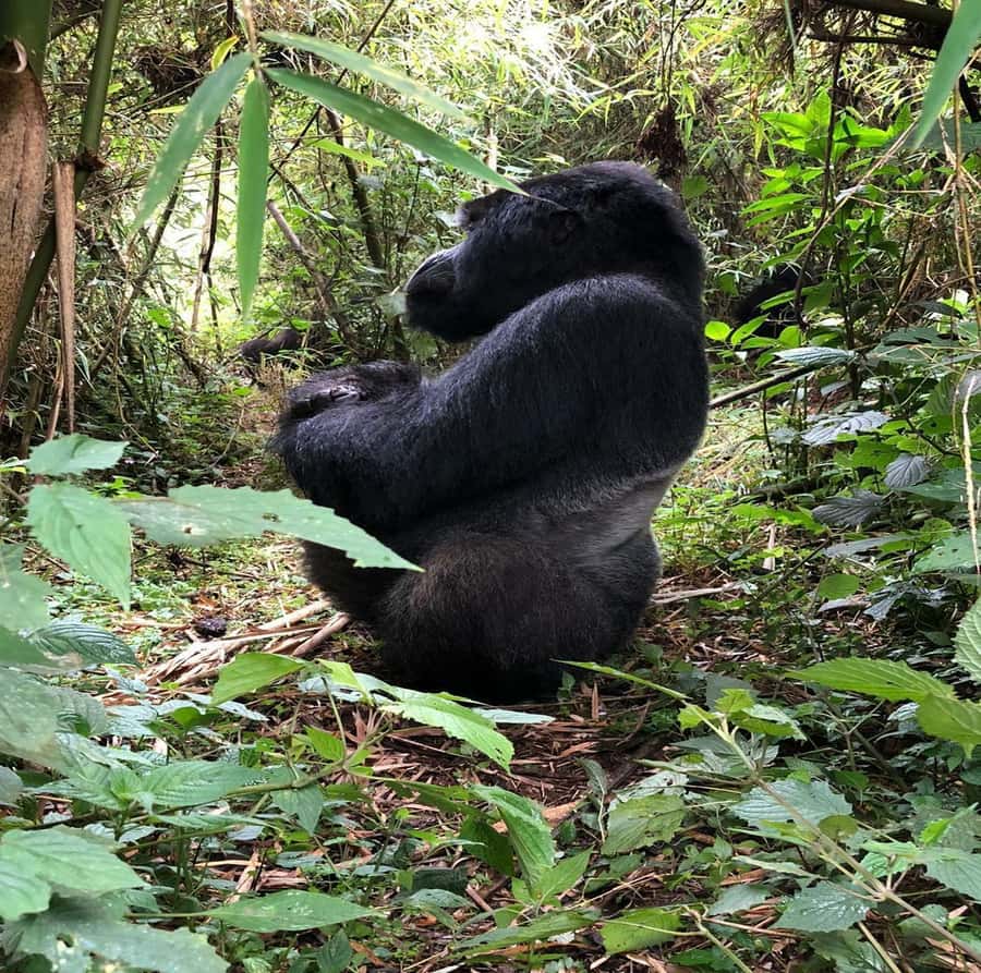 From Kigali: 1-Day Gorilla Trekking in Uganda - Breakfast near Mgahinga National Park