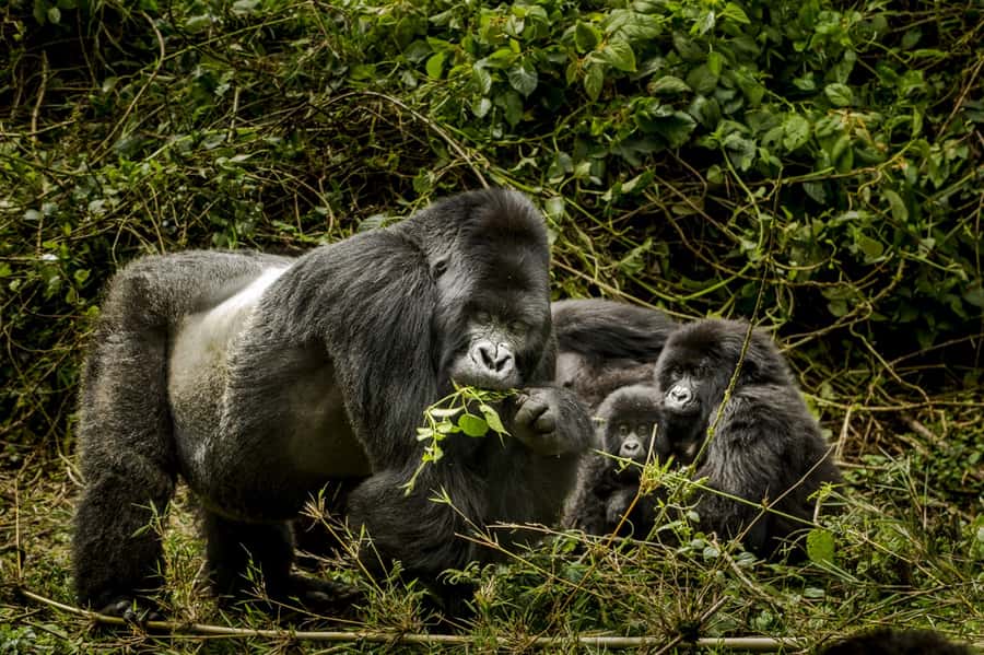 From Kigali: 2-Day Gorilla Trek: Bwindi Nat Park - Day two: the gorilla trek starts early