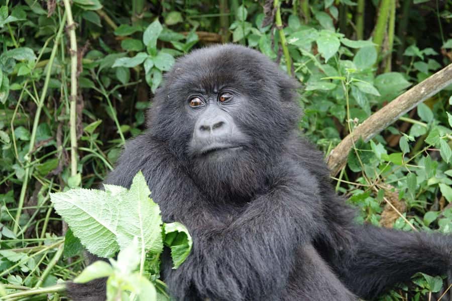 From Kigali: 2-Day Gorilla Trek: Bwindi Nat Park - One hour with a mountain gorilla family