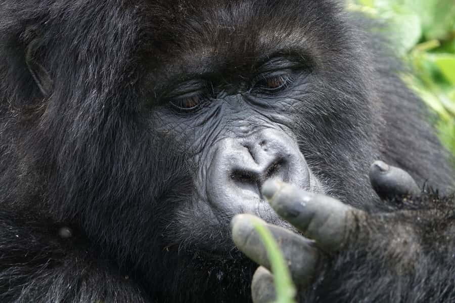 From Kigali: 2-Day Gorilla Trek: Bwindi Nat Park - What the $560 tour price really gives you