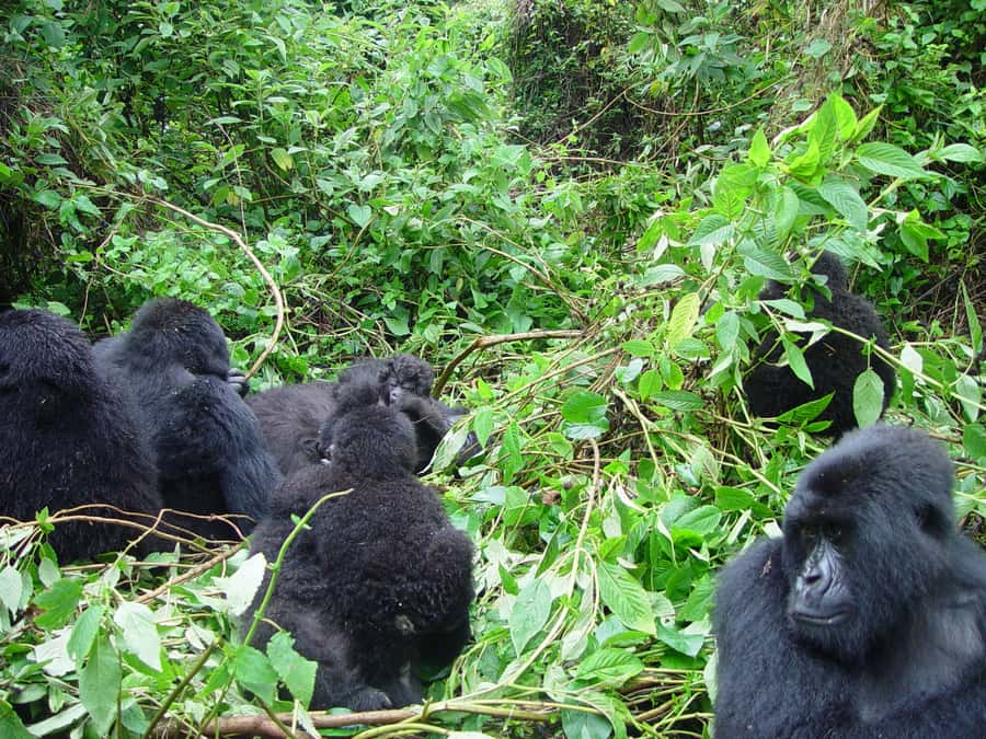 From Kigali: 2-Day Gorilla Trek: Bwindi Nat Park - Who should choose this trek?