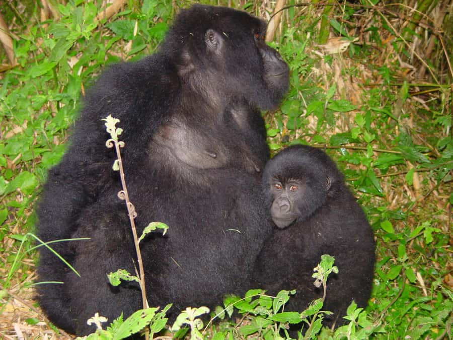 From Kigali: 2-Day Gorilla Trek: Bwindi Nat Park - Should you book this Kigali gorilla trek?