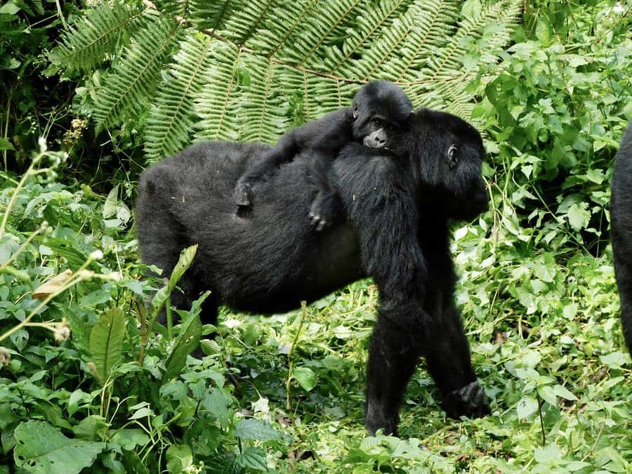 From Kigali: 2-Day Gorilla Trek in Bwindi - Why this Kigali to Bwindi route appeals