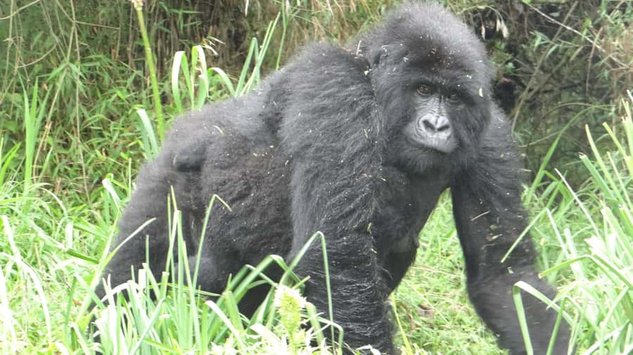 From Kigali: 2-Day Gorilla Trek in Bwindi - One night near Bwindi and the value of the overnight stop