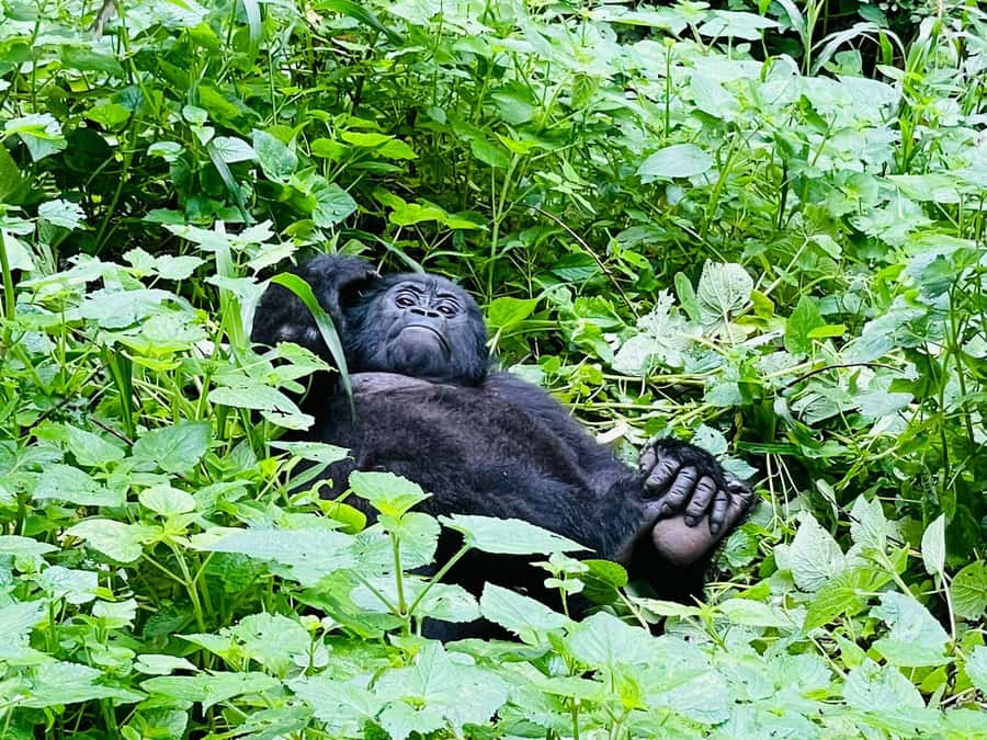From Kigali: 2-Day Gorilla Trek in Bwindi - What the $498 price really covers