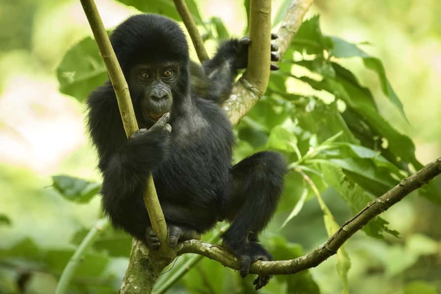 From Kigali: 2-Day Gorilla Trek in Bwindi - Guides, languages, and group size