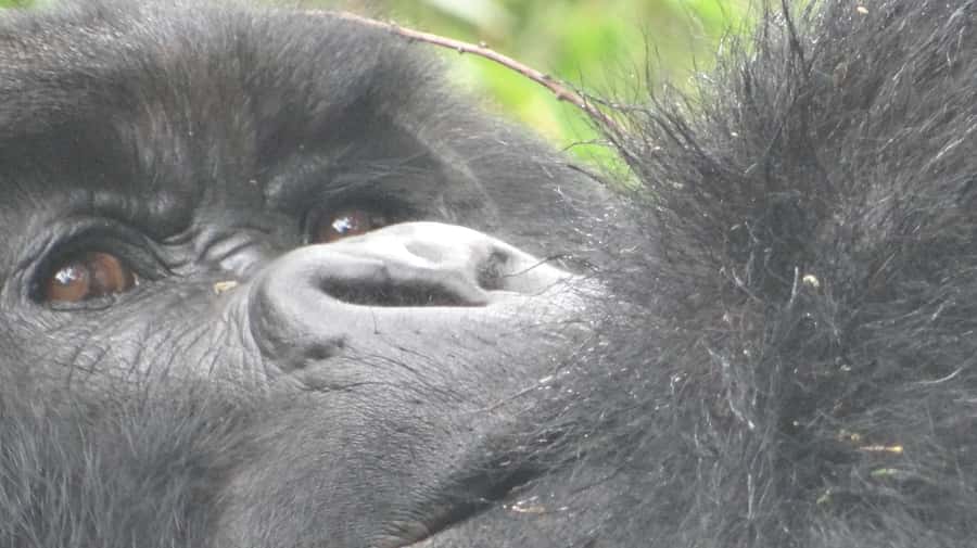 From Kigali: 2-Day Gorilla Trek in Bwindi - Day 1: Leaving Kigali and crossing into Uganda