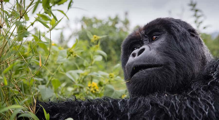From Kigali: 3-Day Uganda Gorilla and Monkey Safari Trek - What the three-day route really involves