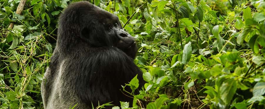 From Kigali: 3-Day Uganda Gorilla and Monkey Safari Trek - Day 1: Kigali to Mgahinga through the Cyanika border