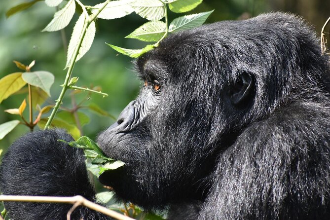 Gorilla & Chimpanzee Trekking in Uganda - 5 Days - Day 4: The gorilla trek in Bwindi