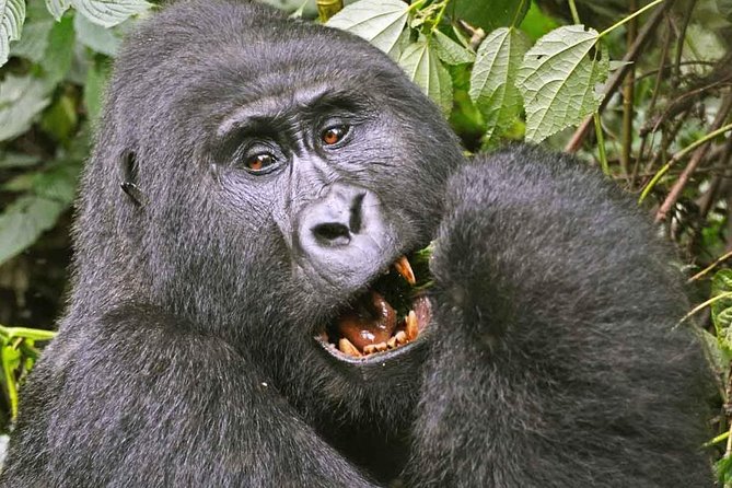 Gorilla Safari Holiday - Kampala to Bwindi: a fast route into gorilla country
