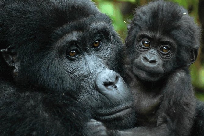 Gorilla Tracking & Batwa Culture Experience - The long road from Kampala to Bwindi
