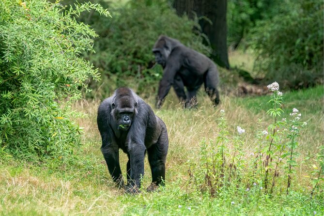 Gorilla Tracking & Batwa Culture Experience - Meeting the Batwa community after the trek