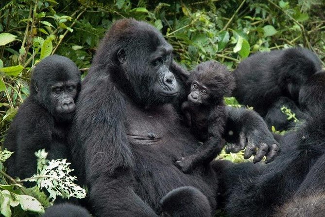 Gorilla Tracking & Batwa Culture Experience - Returning through Kabale and Mbarara