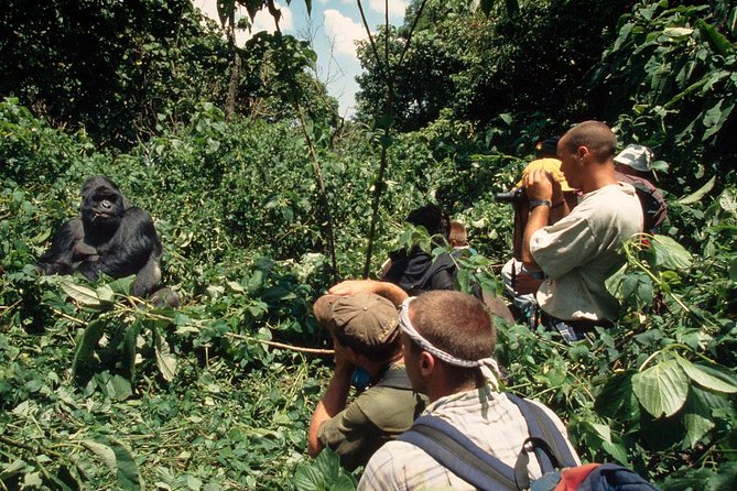 Gorilla Tracking & Batwa Culture Experience - Who will enjoy this safari most?