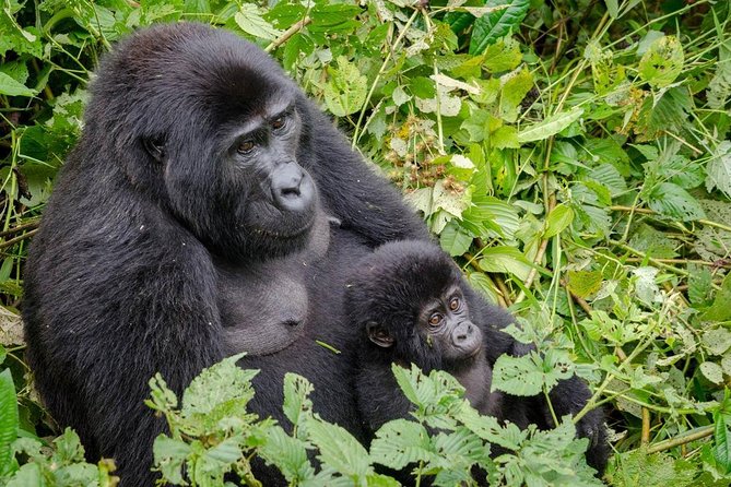 Gorilla Tracking & Batwa Culture Experience - What the Bwindi trek demands