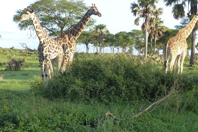 Gorilla trekking - Food, lodging, and the questions to ask first