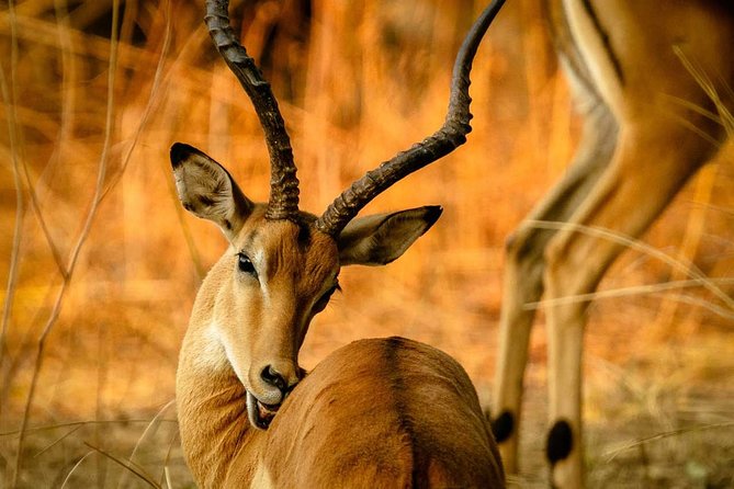 Guided Safari to Murchison Falls from Masindi - The three-hour Nile cruise to Murchison Falls