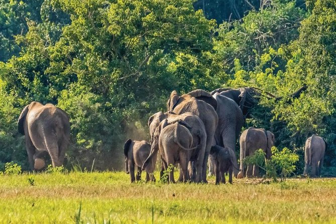 Guided Safari to Murchison Falls from Masindi - What the park portion really offers