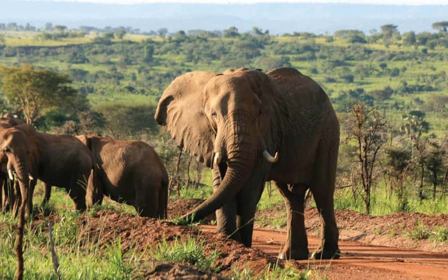 Kampala: 2-Day Murchison Falls National Park Safari - Five details that shape this safari