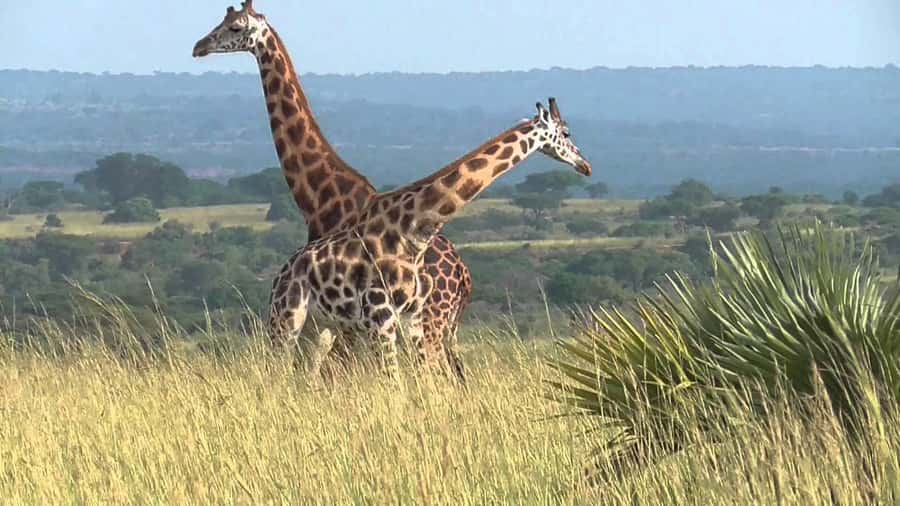 Kampala: 2-Day Murchison Falls National Park Safari - What $950 buys you