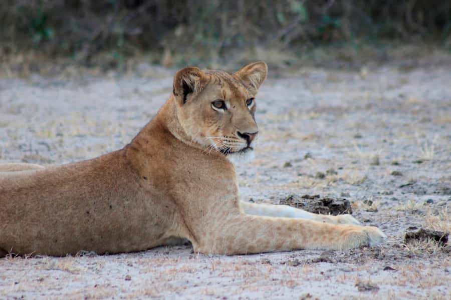 Kampala: 2-Day Murchison Falls National Park Safari - The return to Kampala