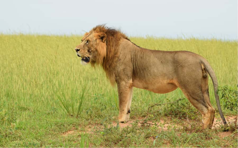 Kampala: 2-Day Murchison Falls National Park Safari - Where you sleep and what you eat