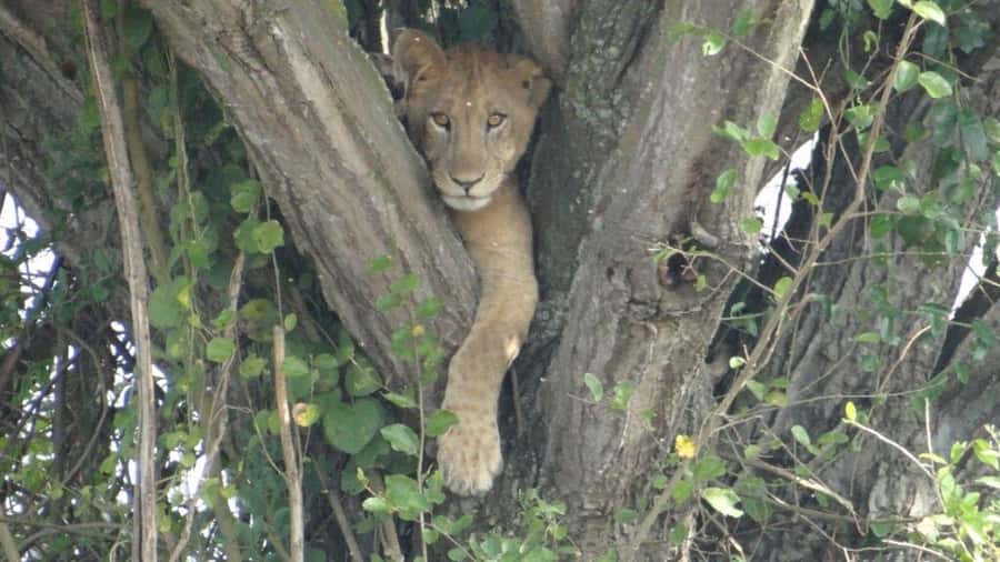 Kampala: 3-Day Murchison Falls National Park Safari - What makes this safari worth considering