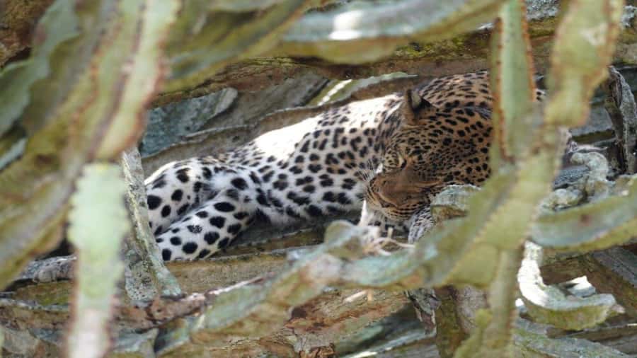 Kampala: 3-Day Murchison Falls National Park Safari - Kampala to Ziwa Rhino Sanctuary