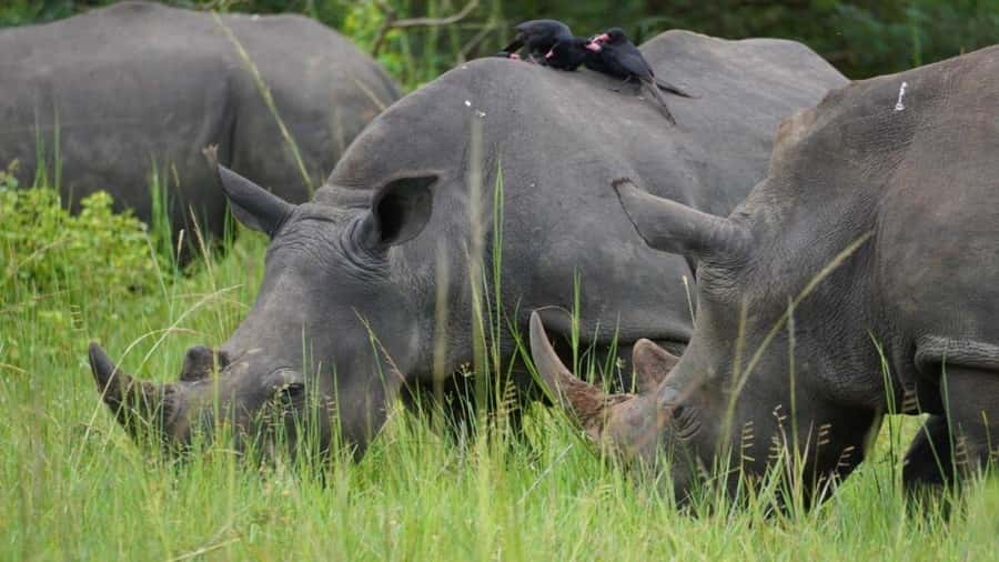 Kampala: 3-Day Murchison Falls National Park Safari - What the lodge choice means for your trip