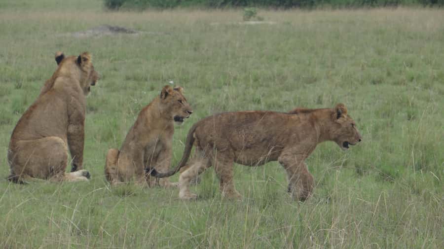 Kampala: 3-Day Murchison Falls National Park Safari - Morning game drive on the northern bank