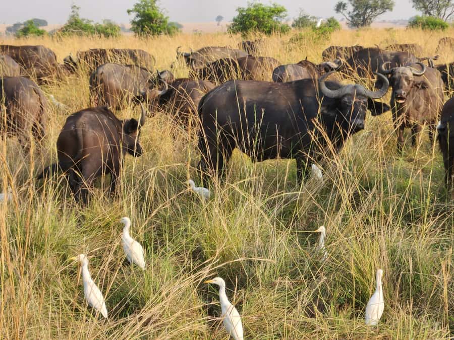Kampala: 3-Day Murchison Falls Safari - The long road north from Kampala
