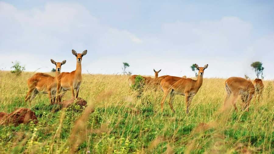 Kampala: 3-Day Murchison Falls Safari - The top of Murchison Falls and the power of the Nile