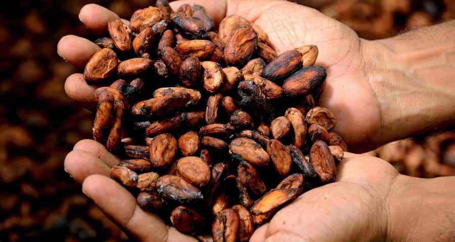Kampala: Hands-On Chocolate Making Experience - Starting with a cocoa pod in the garden