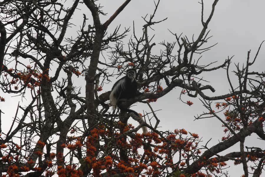 Kibale Forest Park: 3-Day Chimpanzee tracking & Crater lakes - Key points to know before booking