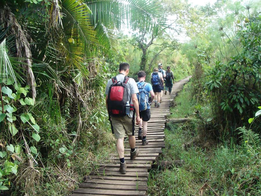 Kibale Forest Park: 3-Day Chimpanzee tracking & Crater lakes - Why Kibale Forest is the star of the trip