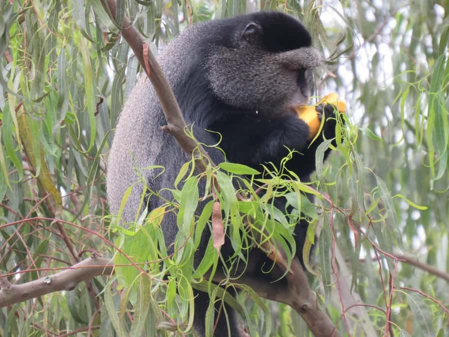 Kibale Forest Park: 3-Day Chimpanzee tracking & Crater lakes - Day 2: The early chimpanzee walk at Kanyanchu