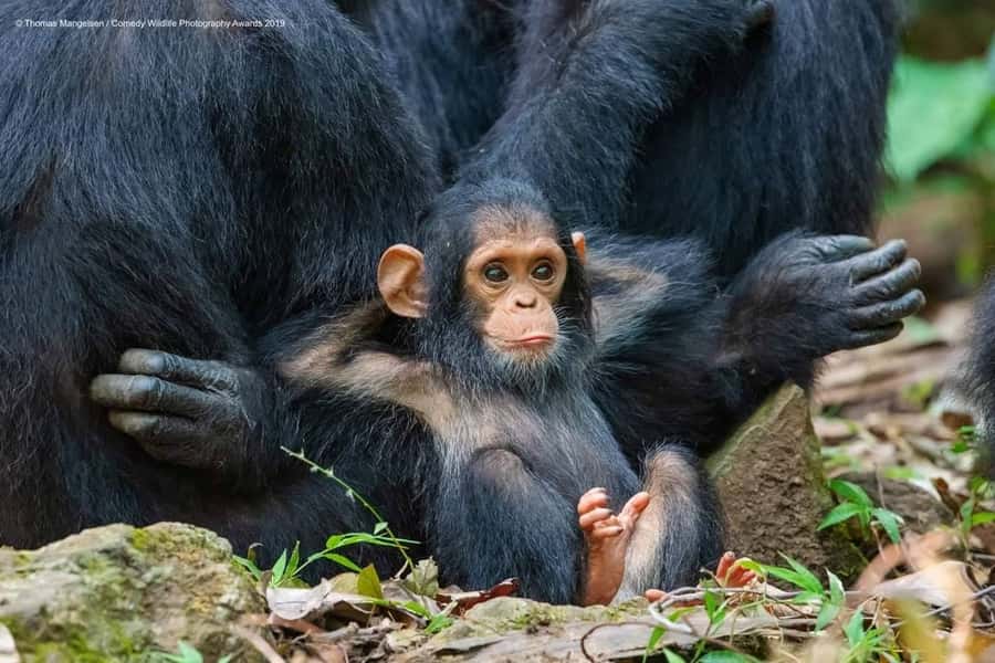 Kibale Forest Park: 3-Day Chimpanzee tracking & Crater lakes - What the $1,059 price includes